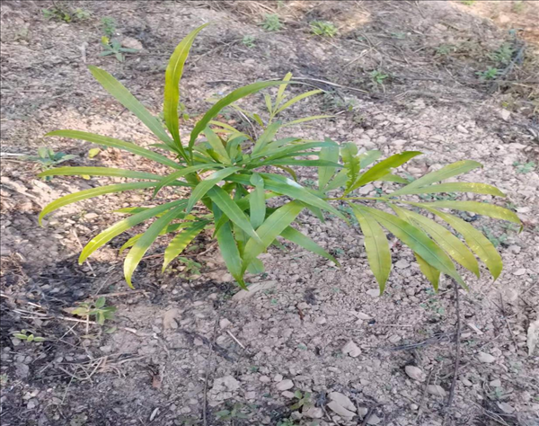 圖片 3 項(xiàng)目在富寧縣谷拉鄉(xiāng)能地村回歸種植的德保蘇鐵幼苗.png