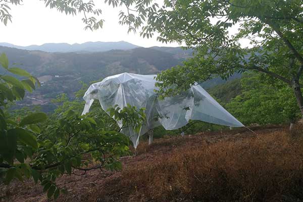無(wú)人機(jī)授粉4.jpg